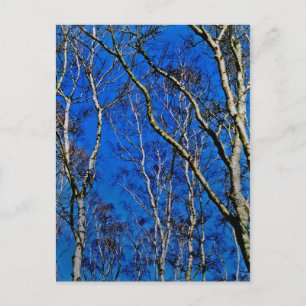 Zilverberingsbomen Briefkaart