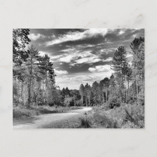 zilverbos briefkaart (Voorkant)