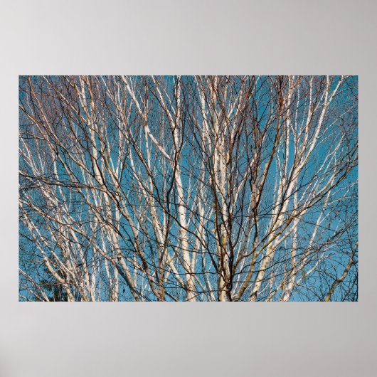 Zilveren berken takken in de zon poster (Voorkant)