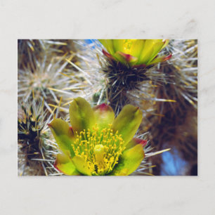 Zilveren Cholla Cactus Wilde Bloemen Briefkaart
