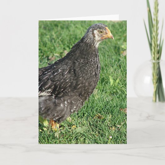 Zilveren Laced Wyandotte Chick Kaart (Voorkant)