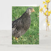 Zilveren Laced Wyandotte Chick Kaart (Gele Bloem)