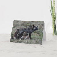 Zilveren Moeder Vos Verpleegkunde Baby Kits Framea