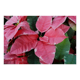 Zilveren Ster Marmer Poinsettia's Roze Kerst Bloem Perfect Poster