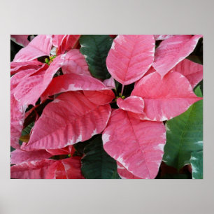 Zilveren Ster Marmer Poinsettia's Roze Kerst Bloem Poster
