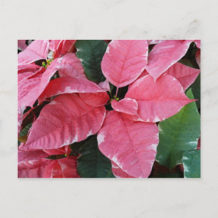 Zilveren Ster Marmer Poinsettia's Roze Vakantie Bl Feestdagenkaart