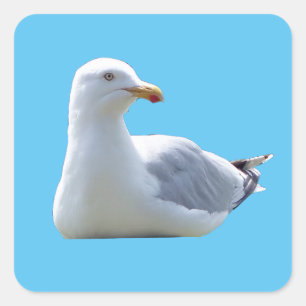 Zilvermeeuw Rustend Zee Natuur Natuur Kunst Vierkante Sticker