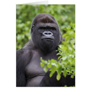 Zilverruglaaglandgorilla, Gorilla gorilla,