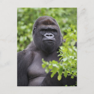 Zilverruglaaglandgorilla, Gorilla gorilla, Briefkaart