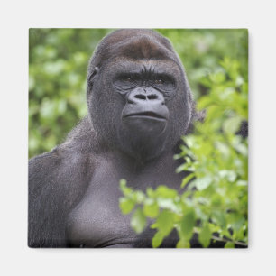 Zilverruglaaglandgorilla, Gorilla gorilla, Magneet