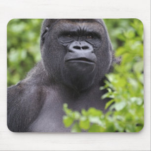 Zilverruglaaglandgorilla, Gorilla gorilla, Muismat