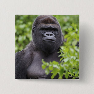 Zilverruglaaglandgorilla, Gorilla gorilla, Vierkante Button 5,1 Cm