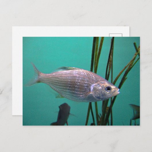 Zilvervis Briefkaart (Voorkant / Achterkant)