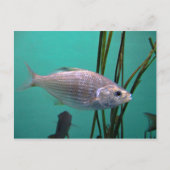 Zilvervis Briefkaart (Voorkant)