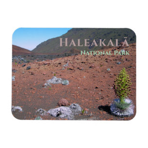 Zilverwoord, Zandduinen, Haleakalā National Park Magneet