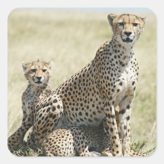 Zimbabwe cheetahs, Safari op Display Stickers (Voorkant)