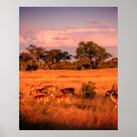 Zimbabwe de pure natuur van de antilope