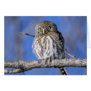 Zimbabwe. Gros plan sur un hibou tacheté de perle