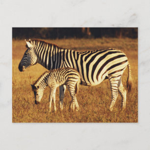 Zimbabwe, Hwange National Park, Linkwasha Briefkaart