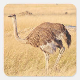 Zimbabwe Ostrich Safari sur les autocollants