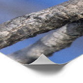 Zimbabwe. Sluiting van de parelmoer Poster (Hoek)