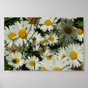 Zing Daisy Poster