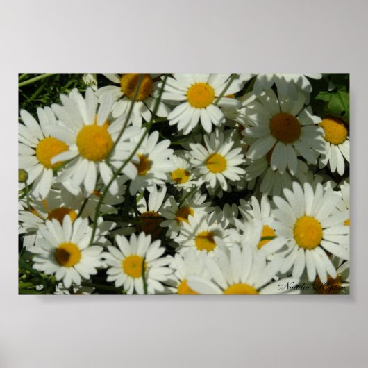 Zing Daisy Poster (Voorkant)