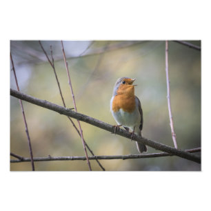 Zingen Robin Natuur Foto Afdruk