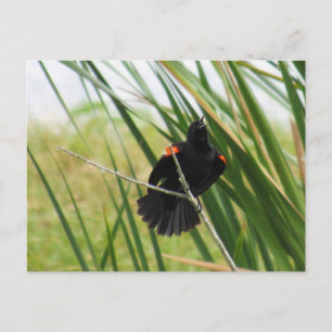Zingend Briefkaart van de Rode-Winged Blackbird Fo