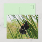 Zingend Briefkaart van de Rode-Winged Blackbird Fo (Voorkant / Achterkant)