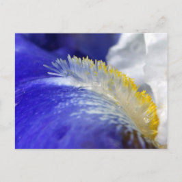 Zingend de Blauwen! Briefkaart