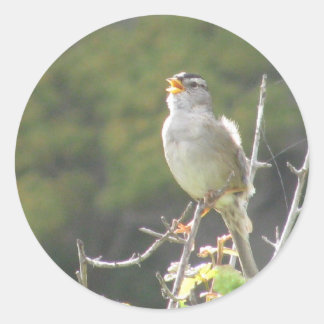 Zingende Bird Ronde Sticker