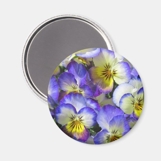 Zingende Pansies - Magneet (Voorkant / Achterkant)