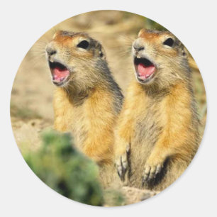 Zingende prairiehonden ronde sticker