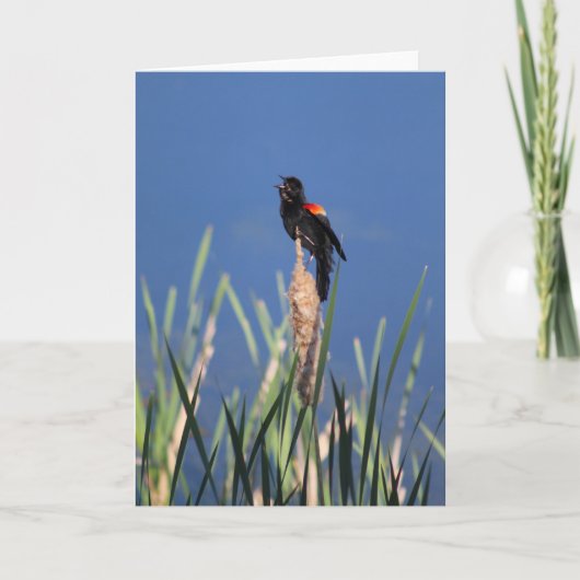 Zingende Redwing Blackbird kaart (Voorkant)