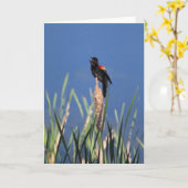 Zingende Redwing Blackbird kaart (Gele Bloem)