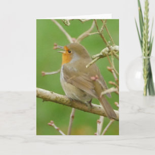 Zingende Robin Card Kaart