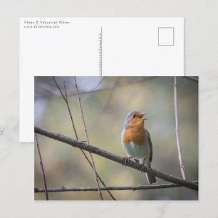 Zingende Roodborst Foto Briefkaart