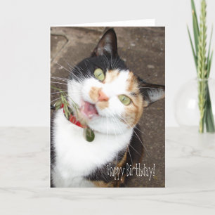 Zingende tabby, Gelukkige Verjaardag! Kaart