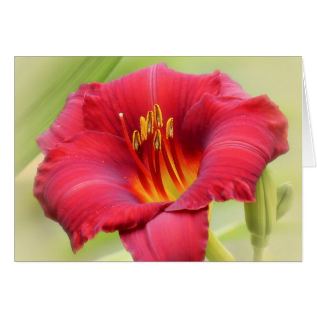 Zinger - Daylily (Voorkant Horizontaal)