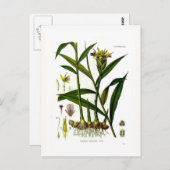 Zingiber officinalis (gember) briefkaart (Voorkant / Achterkant)