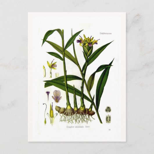 Zingiber officinalis (gember) briefkaart (Voorkant)