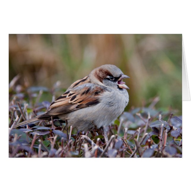 Zingvogel (Voorkant Horizontaal)