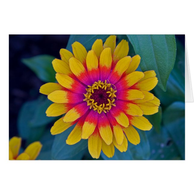 Zinnia (Devant Horizontal)