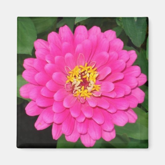 Zinnia1 Magneet (Voorkant)