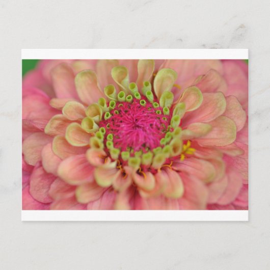 zinnia briefkaart (Voorkant)