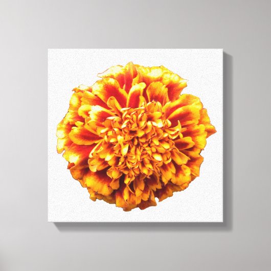 Zinnia Canvas Afdruk (Voorkant)