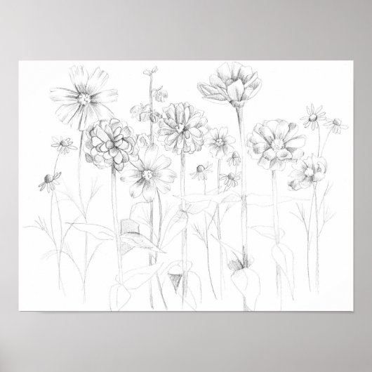 Zinnia Cosmos Flowers Pencil Tekening Botanisch Poster (Voorkant)