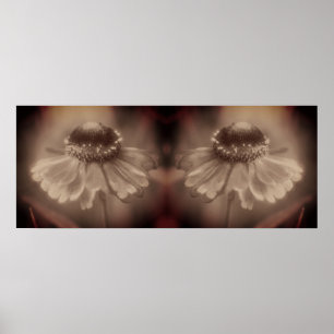 Zinnia Daisy Flower Sepia Abstract Poster