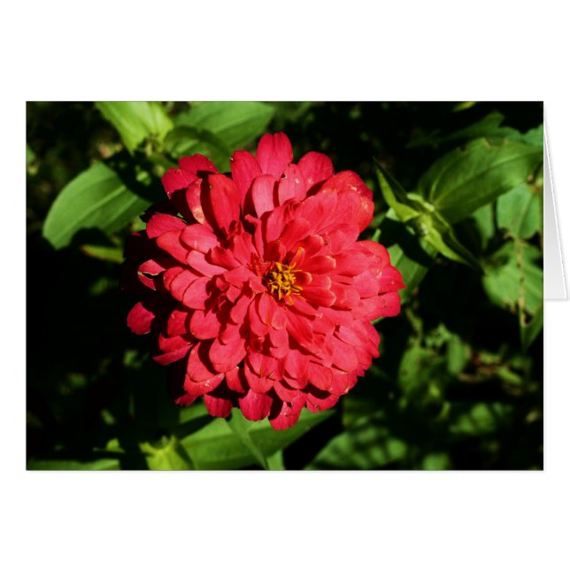 "zinnia" de Larry Coressel (Devant horizontal)